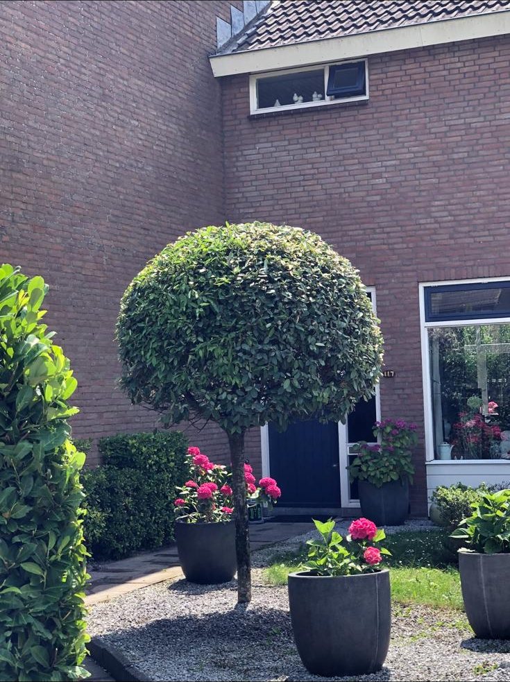Bolvormig gesnoeide boom met potten en bloeiende hortensia's bij de voordeur